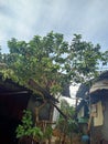 photo of guava tree behind the house
