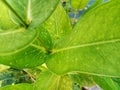 photo of a guava tree leaf Royalty Free Stock Photo