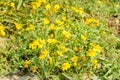 Photo of guizotia flower, it can also be used for oil production