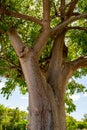 Photo of a Gumbo Limbo Tree Key Largo FL USA Royalty Free Stock Photo