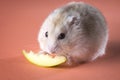Photo of hamster gnawing slice of apple Royalty Free Stock Photo