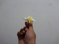 Photo of a hand with a flower a sign of expression of love