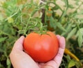 Fresh red tomatoes on rustic textured backgroundhand holding a fresh red tomato on tomato plants background