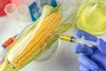 Hand with syringe and corn on lab table Royalty Free Stock Photo
