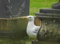 British seagull bathing in a garden park fountain washing drinking