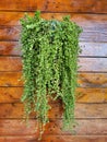 Photo of hanging plants on wooden wall. Royalty Free Stock Photo