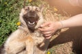 Photo of happy dog with tongue sticking out lying on lawn with dandelions