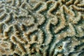 Photo of hard coral with strong magnification. Philippines