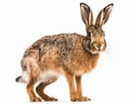 photo of Hare genus Lepus isolated on white background. Generative AI