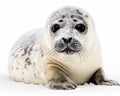 photo of harp seal isolated on white background. Generative AI