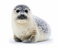 photo of harp seal isolated on white background. Generative AI