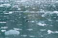 A seal swims between small pieces of ice floating on the Northwestern Fjord