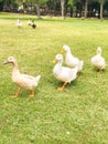 Family of Ducks Gathering at The Park