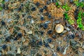 Photo hat mushroom growing in autumn among fir branches and dry needles ate on the floor. Royalty Free Stock Photo