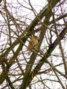 Hawfinch on the branch of the leafless tree