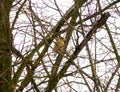 Hawfinch sitting on the branch of the leafless tree