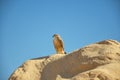 Photo of hawk living in the desert