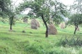 Photo haystacks early fall on a green field Royalty Free Stock Photo