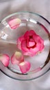 The head of a pink flower and petals in a bowl of water Royalty Free Stock Photo