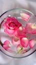 The head of a pink flower and petals in a bowl of water Royalty Free Stock Photo