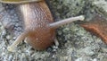 Head of snail animal