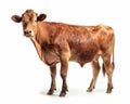 photo of heifer bovine isolated on white background. Generative AI