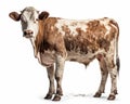 photo of heifer bovine isolated on white background. Generative AI Royalty Free Stock Photo