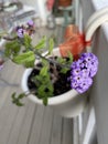 Heliotrope Royal Marine Plant Photo