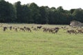 a herd of wild animals grazing in the savanna Royalty Free Stock Photo