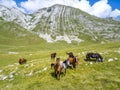 A herd of horses on a mountain in Montenegro Royalty Free Stock Photo