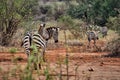 Photo of a herd of Zebras on a safari going through the woods and savannah in Tsavo National Park, Kenya. Red clay