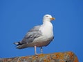 Heron gull seagull keeping watch on rooftop