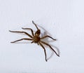 Photo of Heteropoda venatoria spider