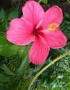 Hibiscus flower close snap