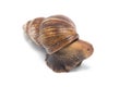 Photo of hidden snail Royalty Free Stock Photo