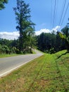 Photo highway in the middle of the pine forest Royalty Free Stock Photo