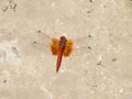 Orange-winged Dropwing dragonfly