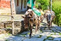 Himalayan horse caravan