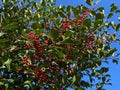 Holly Bush and Red Berries Royalty Free Stock Photo