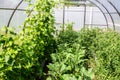 Photo home greenhouse cucumbers and tomatoes Royalty Free Stock Photo