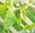 wasp bee bumble honey insect plant trees leaf leaves jungle forest woodland tropical exotic