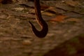 Photo of hook in old brick wall