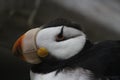 Horned Puffin in the Alaska Sealife Center Royalty Free Stock Photo