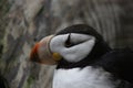 Horned Puffin in the Alaska Sealife Center Royalty Free Stock Photo