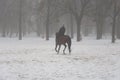 A photo of a horse gallops in heavy fog in winter forest at Holosiivskyi National Nature Park, Kyiv, Ukraine Royalty Free Stock Photo