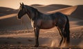 Photo of horse a majestic Arabian breed standing tall and proud in the shimmering desert sand dunes and a breathtaking sunset Royalty Free Stock Photo