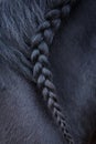 Photo of horse mane with pigtail Royalty Free Stock Photo