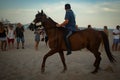 Brown horse walking in the beach