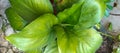 Photo of Hosta Guacamole Plantain Lily Plant