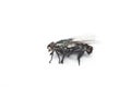 Photo of Housefly against white background Royalty Free Stock Photo